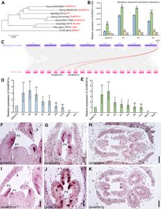 GmWOX1 regulates the mediolateral polarity of compound leaves in soybean. Fig. 1 Identification and spatiotemporal expression analysis of WOX1 genes in soybean.