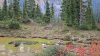 Mountain Wetland