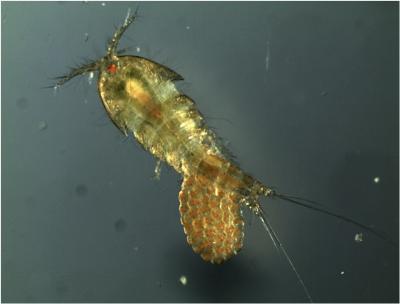 Tidepool Copepod