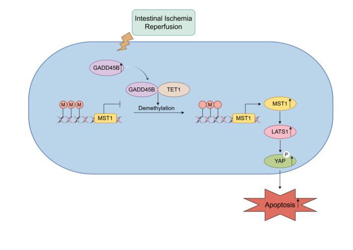 GADD45B promotes apoptosis in intestinal ischemia/reperfusion through DNA demethylation of MST1/Hippo