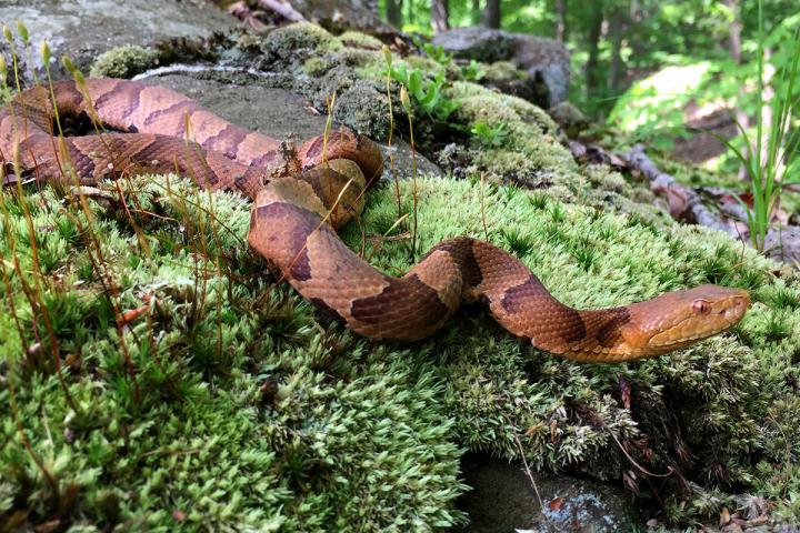 Snakes and Wetlands