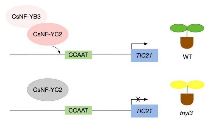 A model chloroplast development in the WT and tnyl3 mutants.