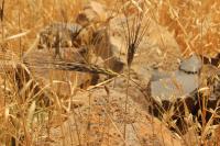 Wild Emmer Wheat 2