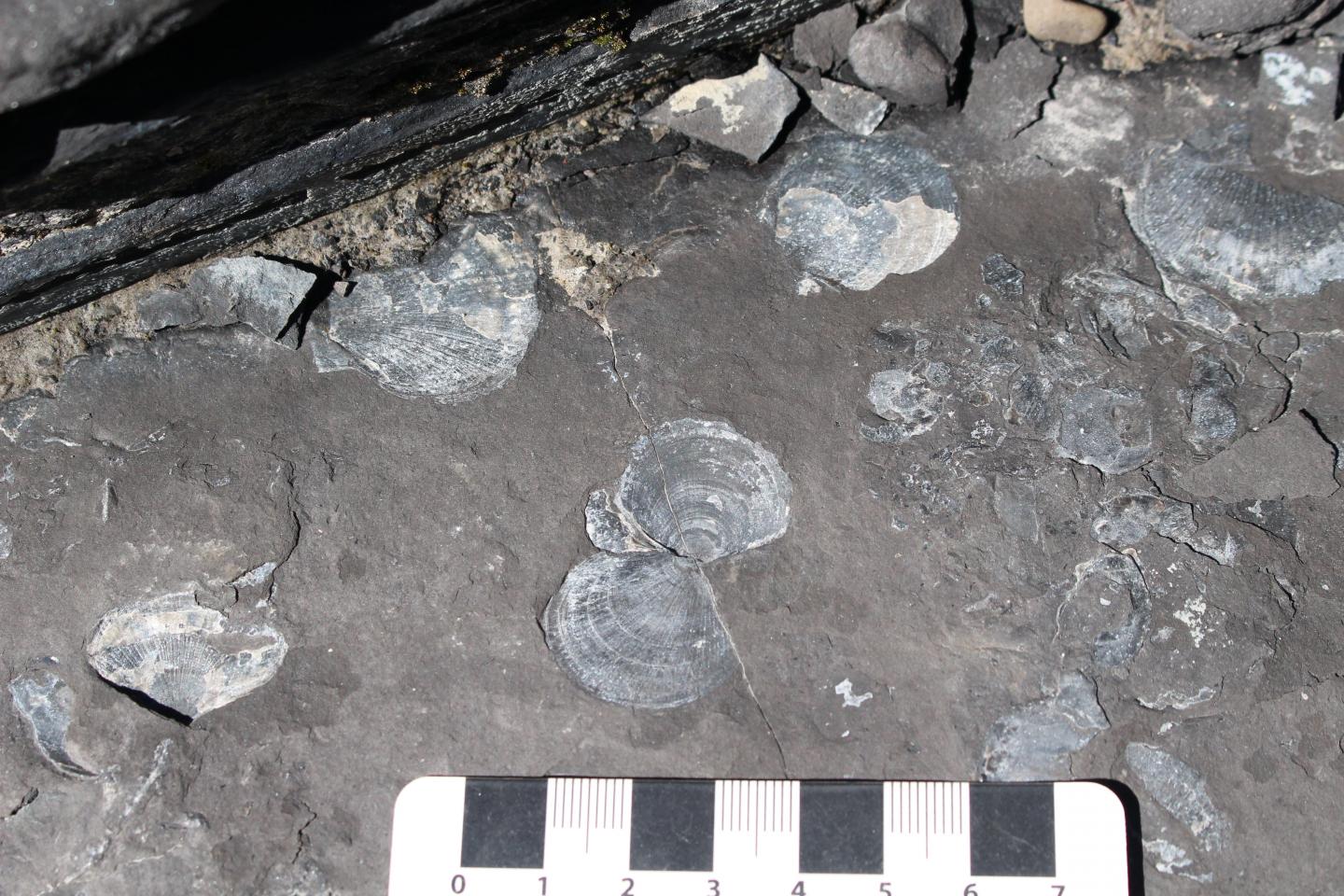 Bivalves Before Low O2