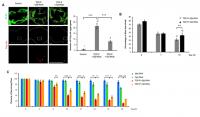 Alleviated Neurotoxicity