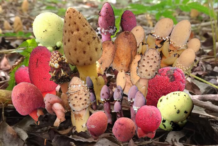 251210-Suetsugu-Agamospermy-Title