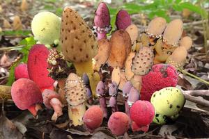 251210-Suetsugu-Agamospermy-Title