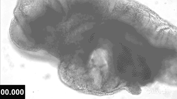 Video showing beating movements of the developing heart regions in a day 8 stem cell-derived mouse embryo
