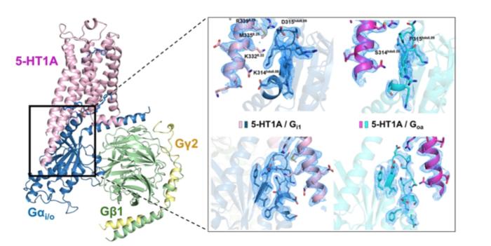 New Insights About Brain Receptor May Pave Way for Next-Gen Mental Health Drugs