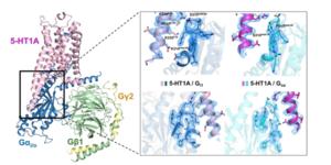 New Insights About Brain Receptor May Pave Way for Next-Gen Mental Health Drugs