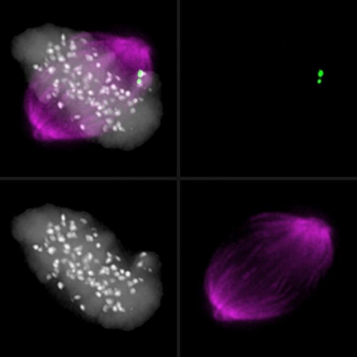 Mitotic Spindle Apparatus
