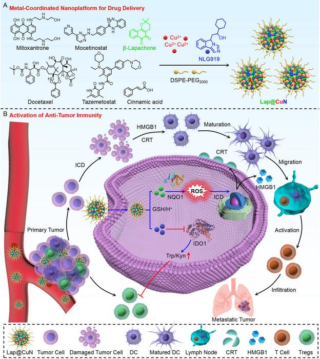 Schematic of the Cu²⁺-Coordinated Nanoplatform (CuN) and Its Antitumor Mechanism