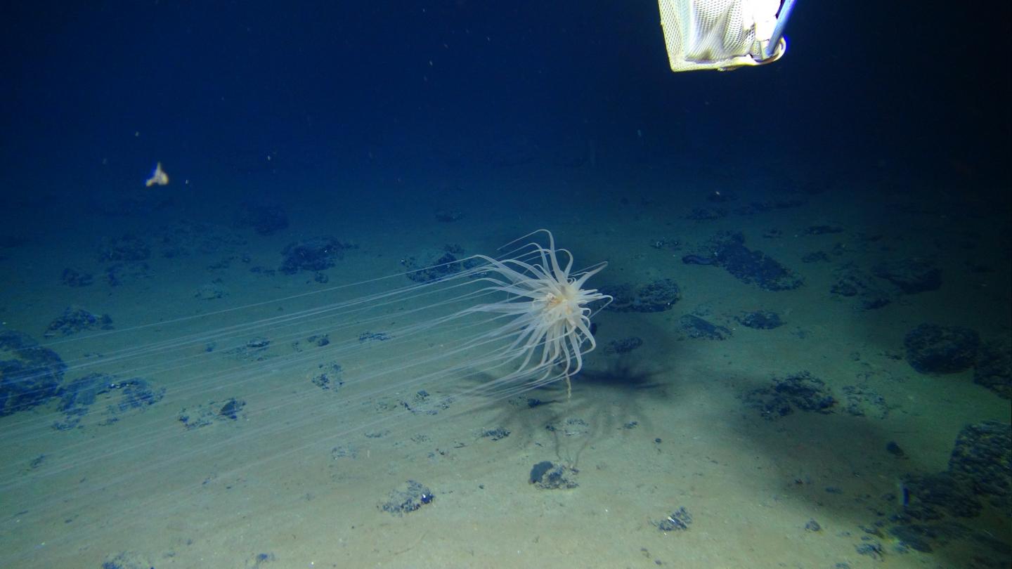 New Species from a New Order