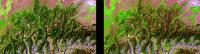 Landsat Image Pair