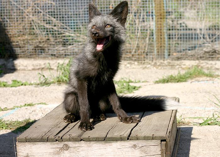 Tame Foxes