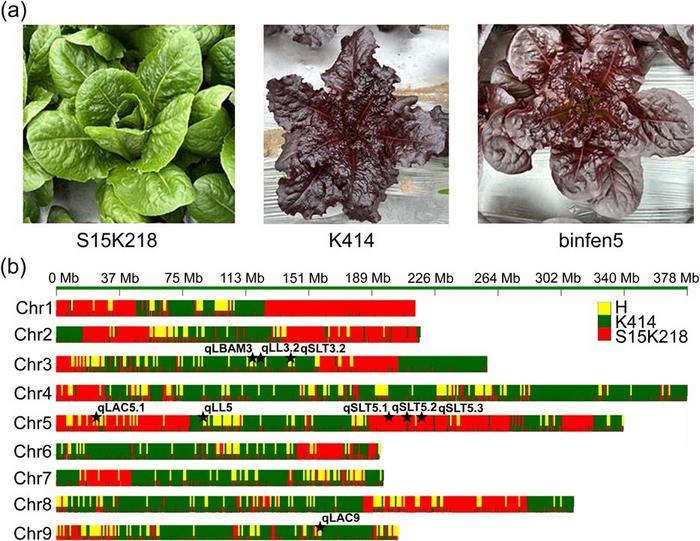 The lettuce variety through genomic design breeding.