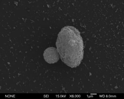 Magnetic Cells