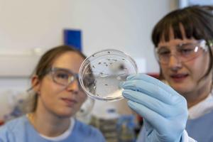 Mosquito samples
