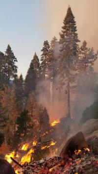 Forest fire