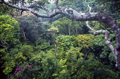 Forest Photo (1 of 2)