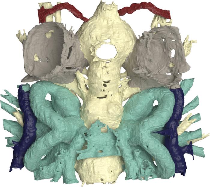 Norselaspis - brain and inner ear viewed from top