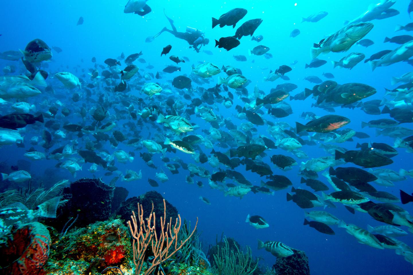 Research diver hovers above Little Cayman Nassau grouper spawning aggregation to conduct tag counts.