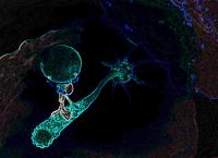RASGRP1-dependent Vesicle Transport