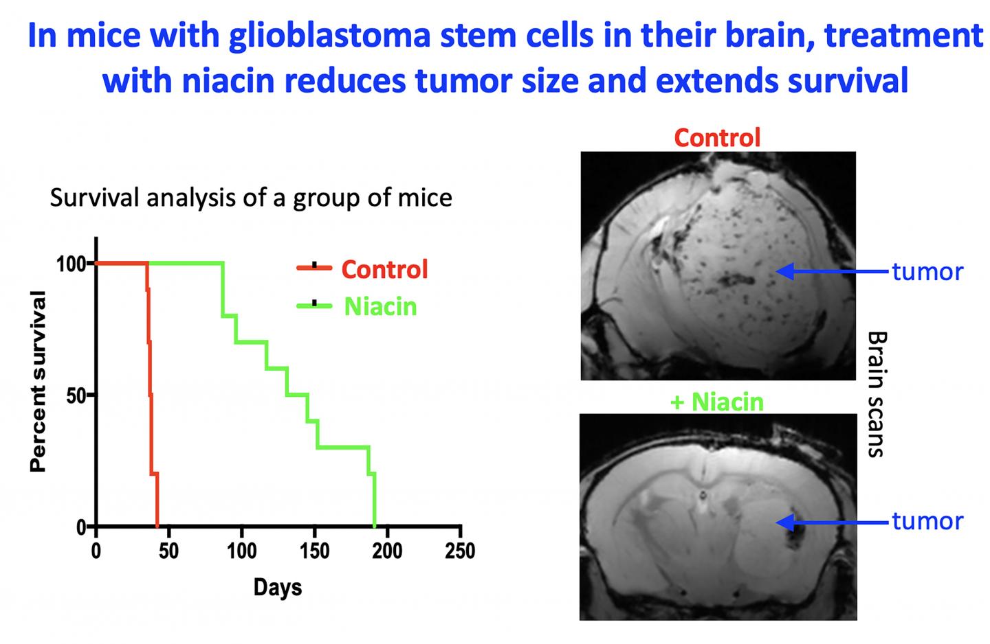 A Common Vitamin May Reprogram Immune Cells to Fight Aggressive Brain Tumors (3 of 4)