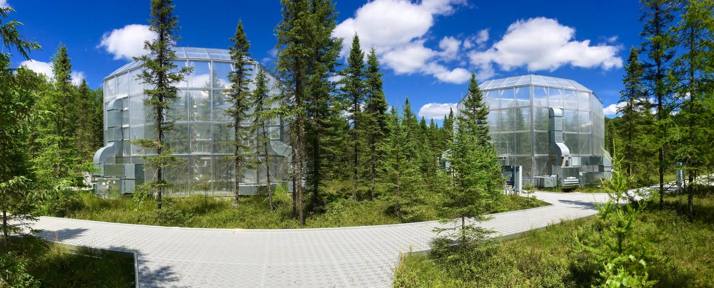 Hotter Temperatures Extend Growing Season for Peatland Plants
