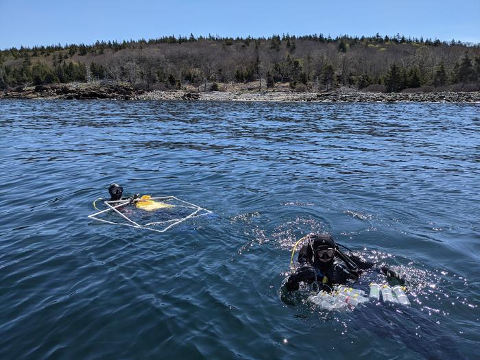 Gulf of Maine Dive Survey