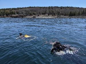 Gulf of Maine Dive Survey