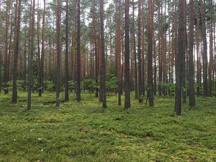 Low biodiversity forest