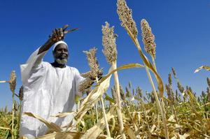 Farming sorghum