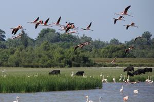 Cattle grazing in a protected area in Camargue