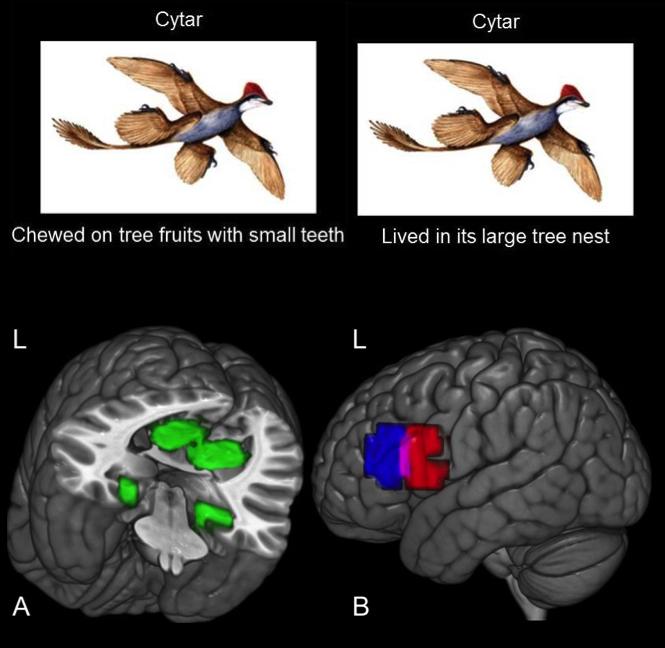 First Glimpse of New Concepts Developing in the Brain