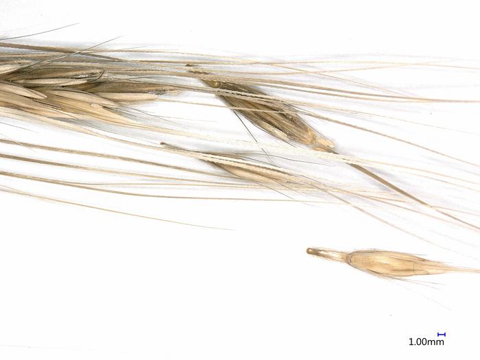 Wild barley