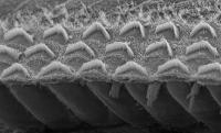 Closeup of Microvilli Bundles