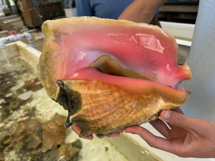 Adult Queen Conch