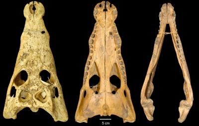 Crocodile Skull