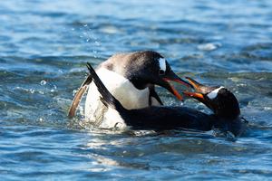 Gentoo penguins