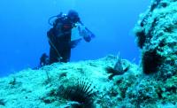 Visual census of lionfish