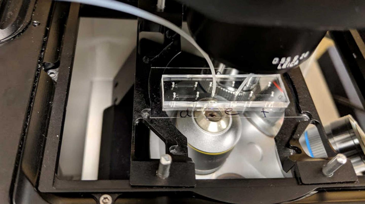 Microfluidic device