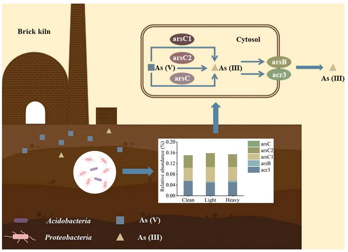 Characteristics and metabolic potentials of bacterial communities in arsenic-contaminated soils from a typical brick kiln in China