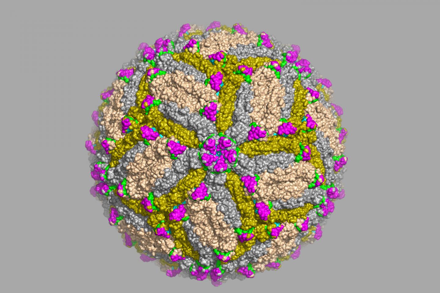 Antibodies Identified that Thwart Zika Virus Infection
