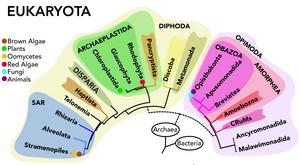 Simplified tree of eukaryotic life highlighting newly discovered lineage.