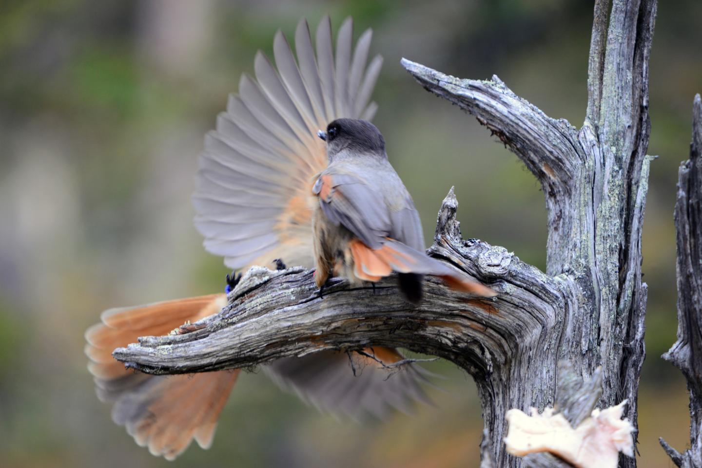 Siberian Jays Can Recognize Unfamiliar, Distant Relatives