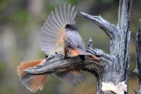 Siberian Jays Can Recognize Unfamiliar, Distant Relatives