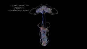 male CNS connectome