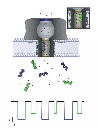 Language of Nanopores