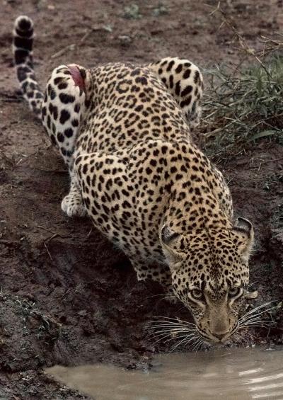 Leopard